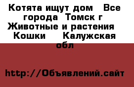 Котята ищут дом - Все города, Томск г. Животные и растения » Кошки   . Калужская обл.